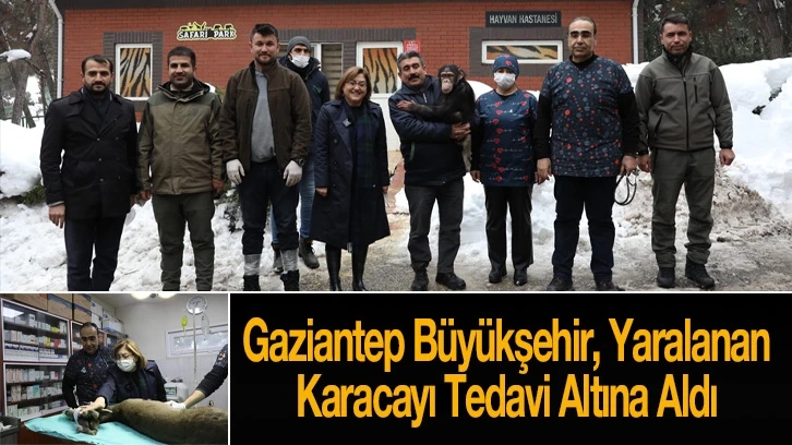 Gaziantep Büyükşehir, Yaralanan Karacayı Tedavi Altına Aldı