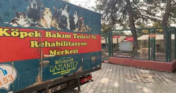 Gaziantep hayvan barınağı depremzede hayvanları sahipleniyor