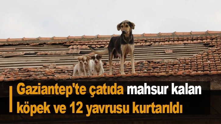 Gaziantep'te çatıda mahsur kalan köpek ve 12 yavrusu kurtarıldı