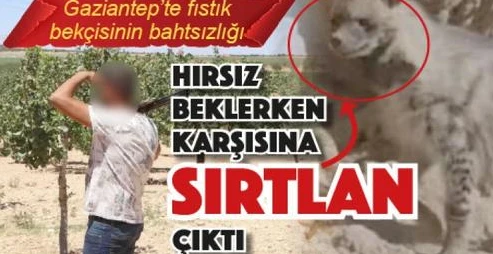 Gaziantep'te Fıstık bekçisinin talihsizliği: Hırsız Sırtlan çıktı 