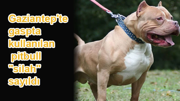 Gaziantep'te gaspta kullanılan pitbull "silah" sayıldı