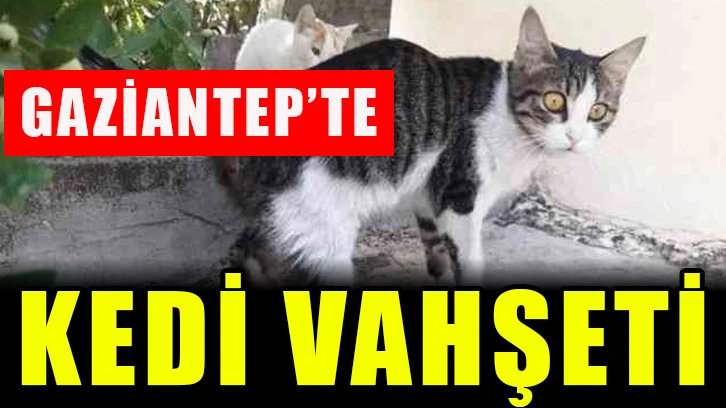 Gaziantep’te kedi vahşeti