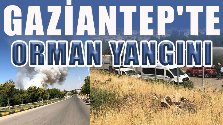 Gaziantep'te orman yangını