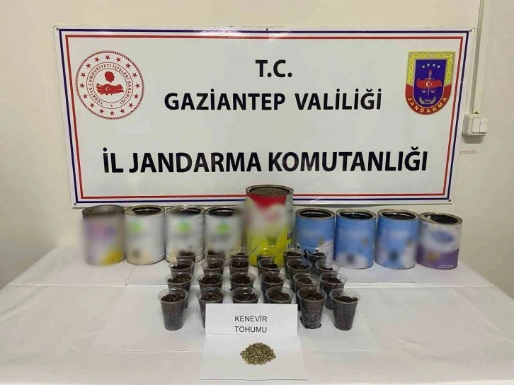 Gaziantep’te yasadışı kenevir ekimi yapan şüpheli gözaltına alındı