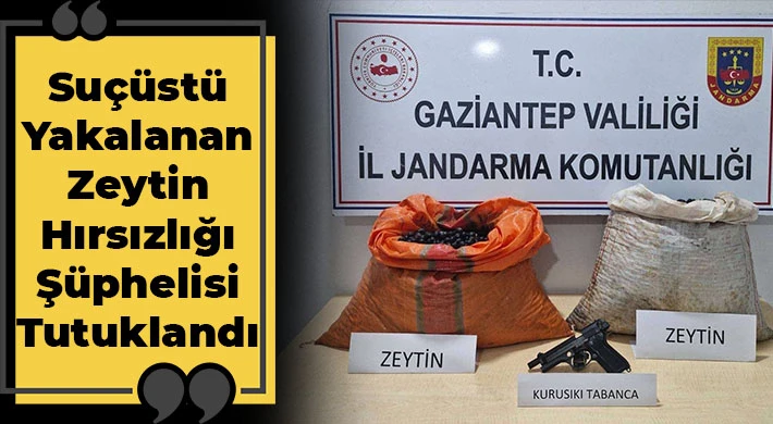 Gaziantep’te Zeytin Hırsızı Suçüstü Yakalandı