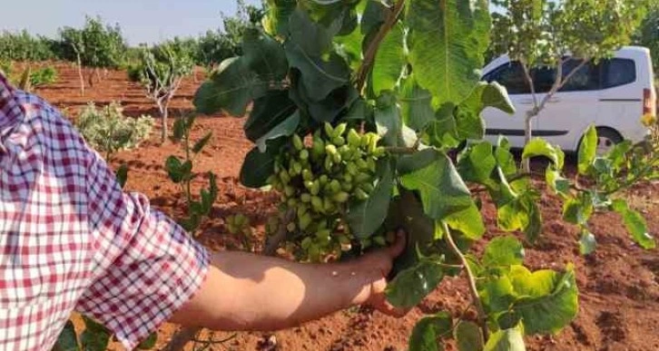 Gaziantep’te fıstık üreticileri gözlerine inanamadı