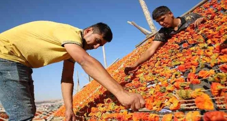 Gaziantep’te sezonun son kurutmalıkları güneşe bırakıldı