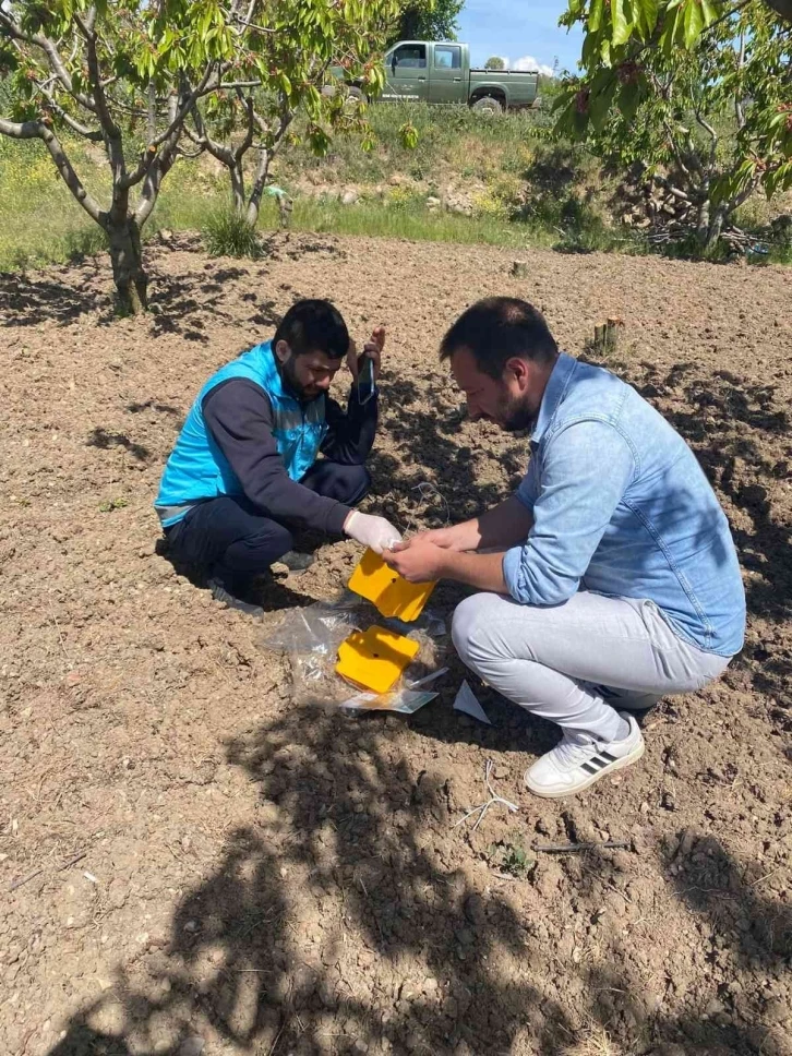 Gediz’de kiraz sineği ile mücadele başladı
