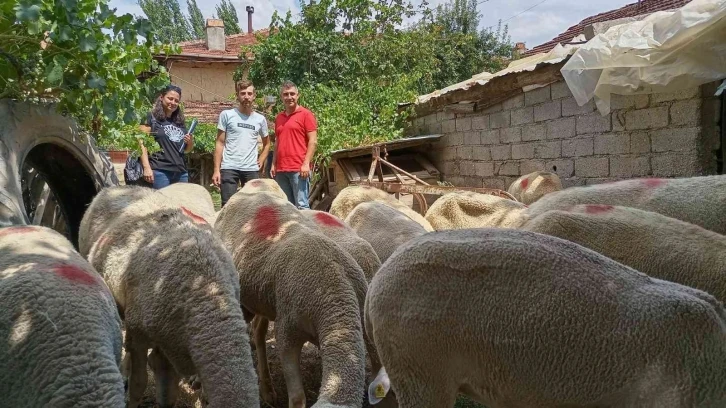 Gediz’de Lacaune ırkı koyun yetiştiriciliği
