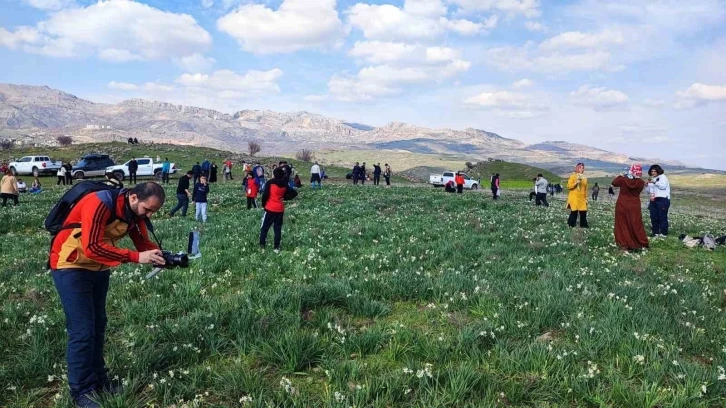 Gegrer’deki doğal nergis tarlasına ziyaretçi akını
