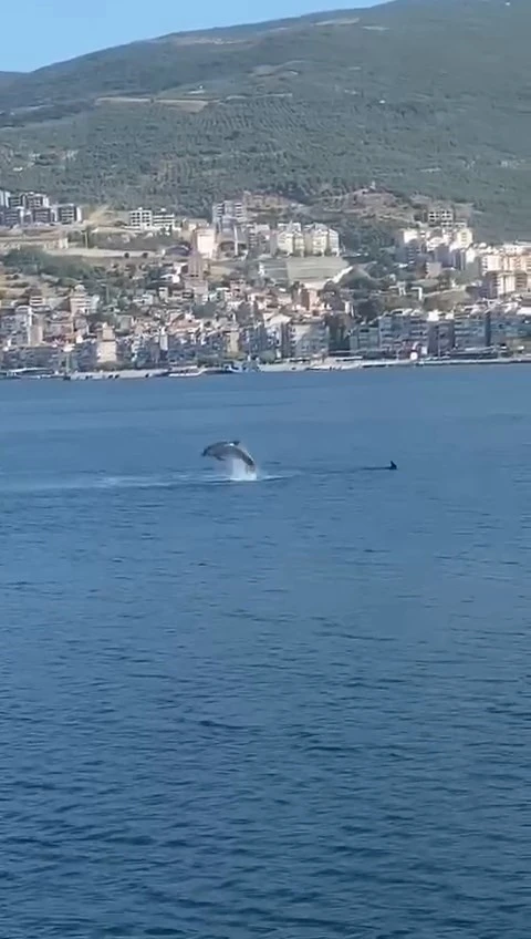 Gemlik Körfezi’nde yunusların şovu izleyenleri büyüledi
