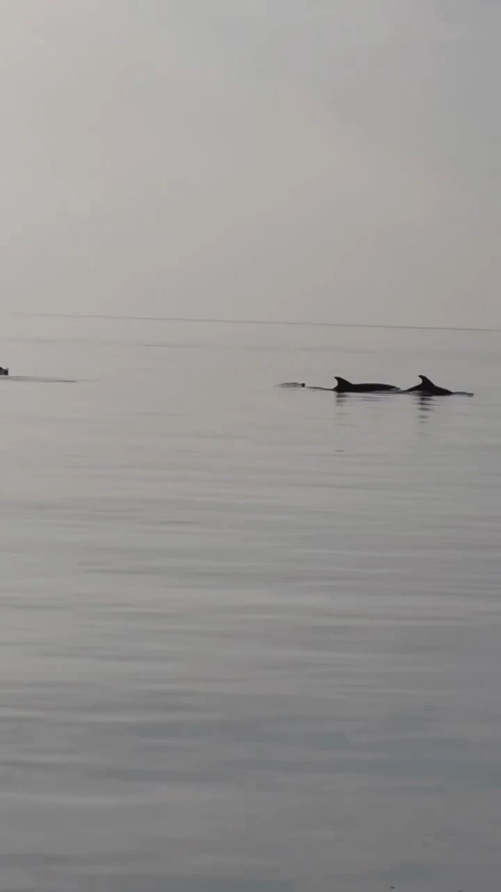 Gemlik’te yunuslar görsel şölen oluşturdu
