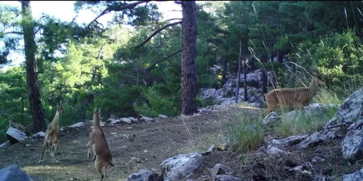 Geyiklerin doğal ortamlarındaki görüntüleri belgeselleri aratmadı
