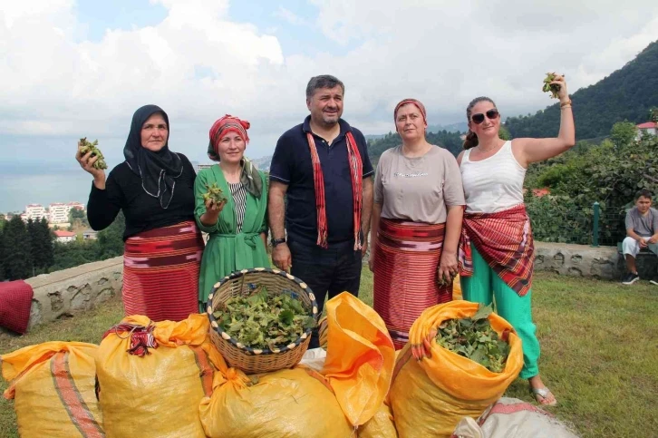 Giresun’da fındık hasat şenliği düzenlendi
