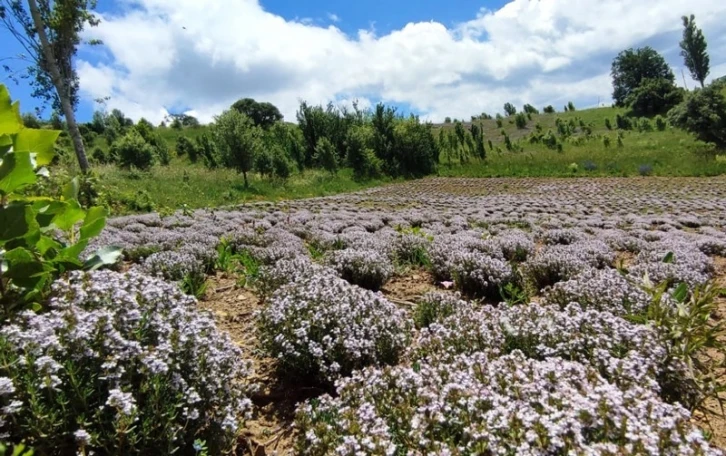 Giresun’da organik kekik hasatı yapıldı
