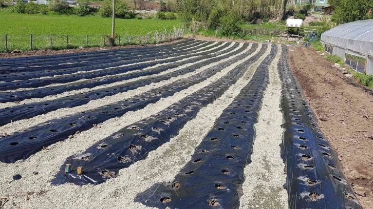 Giresun’un Alucra ilçesinde organik çilek üretimi yaygınlaşıyor
