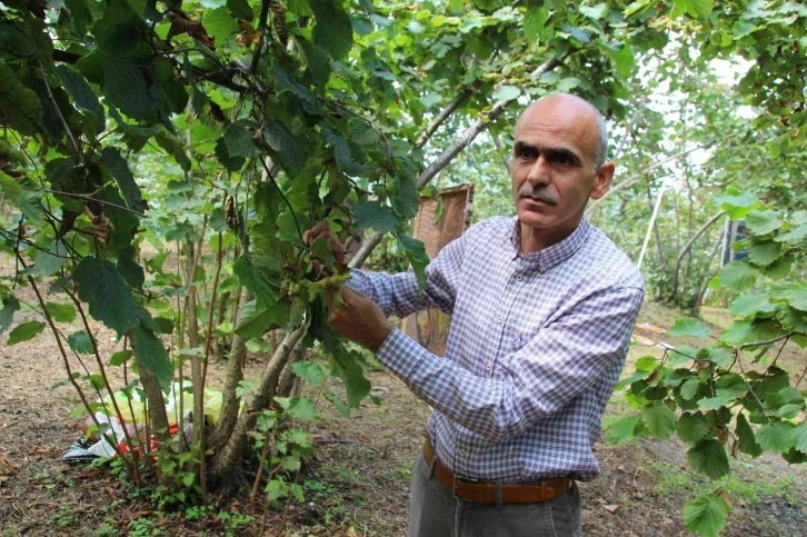 Giresun Ziraat Odası’ndan fındık üreticilerine hasat ve emanet uyarısı
