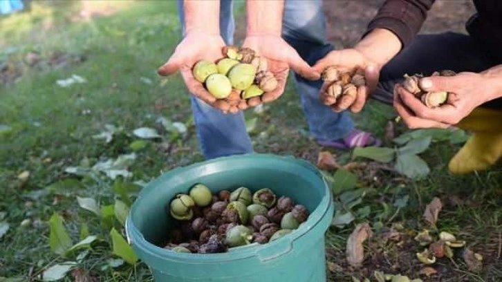 Giresun'un tescilli Şebin cevizinde hasat mesaisi başladı