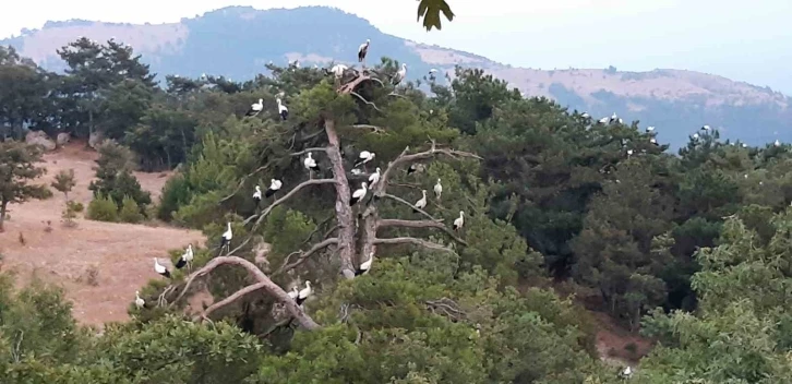 Göç eden leyleklerin mola keyfi
