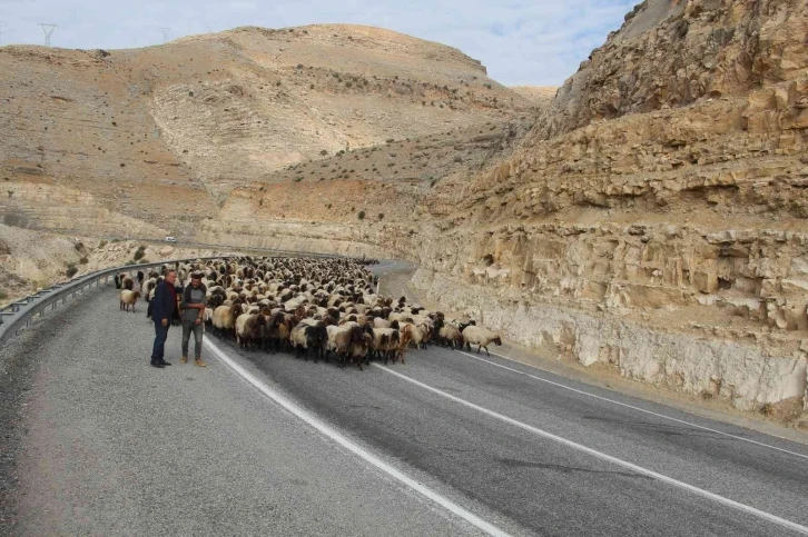 Göçerlerin 60 günlük yayla yolculuğu sürüyor
