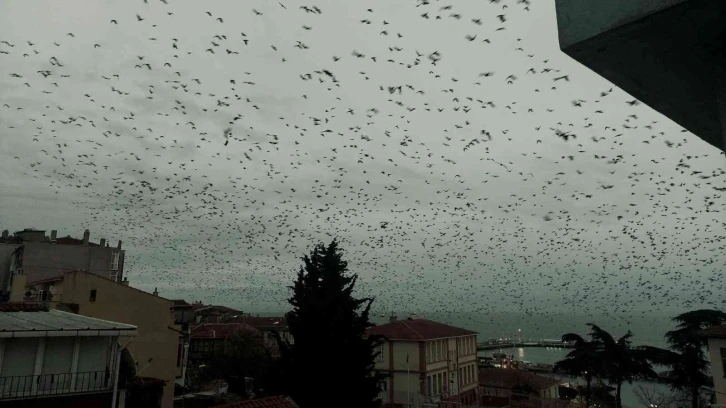 Gökyüzünü kaplayan karga sürüsü korku filmlerini aratmadı
