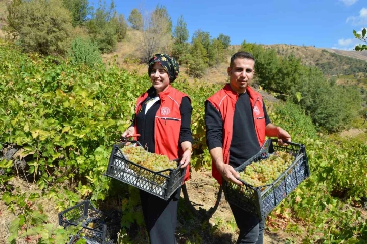 Gönüllü gençler yaşlı ve kimsesiz adamın bahçesindeki üzümleri topladı
