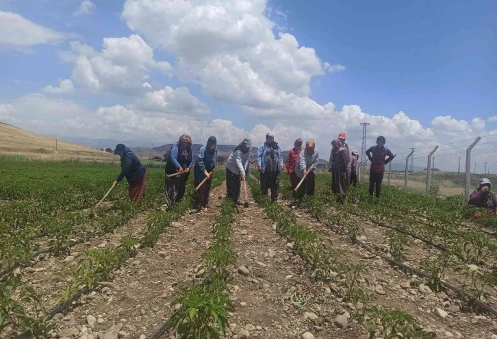 Gönüllülerden tarlada çalışan kadınlara pasta ikramı
