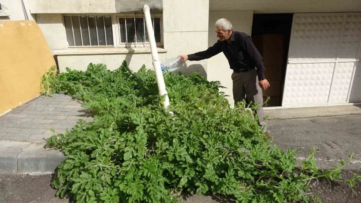 Görenler gözlerine inanamadı, karpuz yetiştirilmeyen Sivas’ta betonda karpuz yetişti
