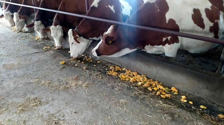 Gübre olarak değil yem olarak kullandı, süt verimini artırdı
