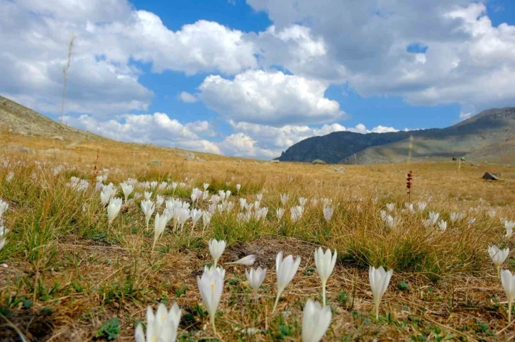 Gümüşhane dağlarında kışın habercisi &quot;vargit&quot; çiçekleri açtı
