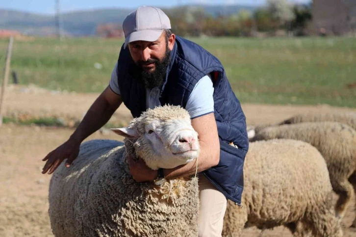 Gümüşhane’de ‘Ile de France’ ırkı koyunlar üreticinin yüzünü güldürüyor
