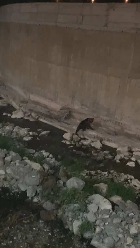 Gümüşhane’de kent merkezine kadar inen ayı kameralara yakalandı
