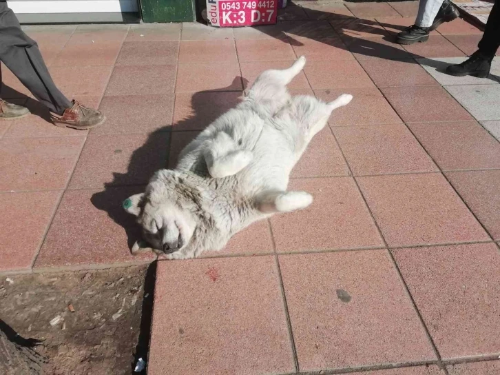 Güneşlenen köpekler görenleri gülümsetti
