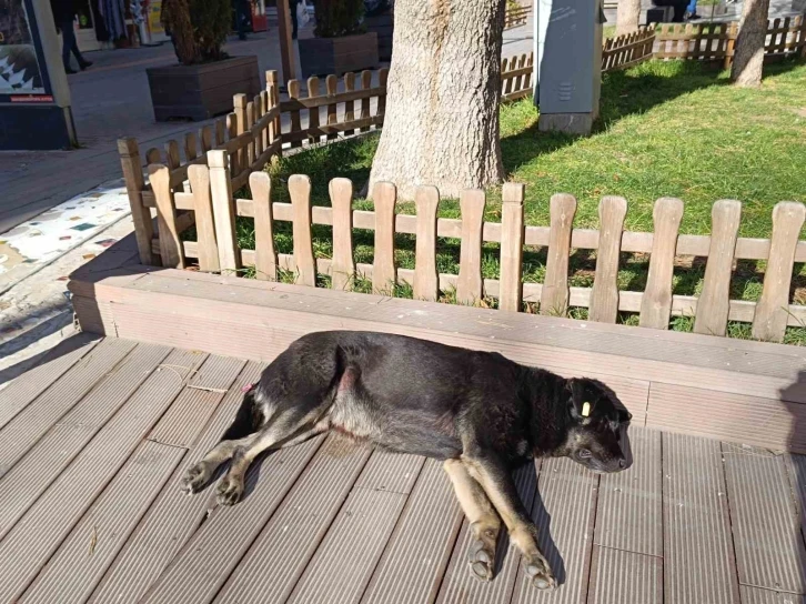 Güneşli havanın tadını sokak hayvanları da çıkartıyor
