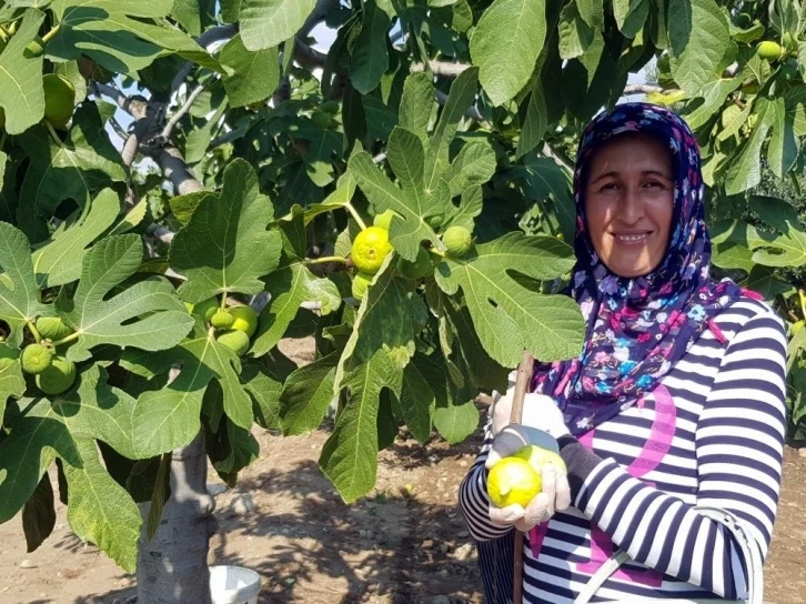 Günlerdir poyraz bekleyen Aydın’da inciri deniz yeli vurdu
