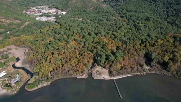 Günnücek Sığla Ormanı, Cumartesi günleri de ziyaret edilebilecek
