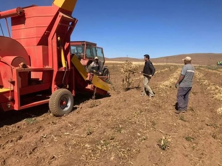 Güroymak’ta fasulye hasadı
