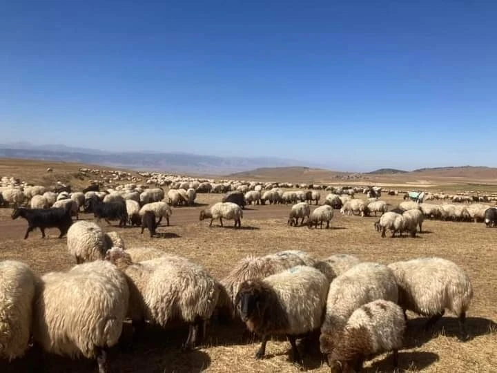 Güroymak’ta hayvan aşılama çalışması
