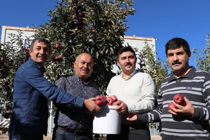 Gürün’de elma hasadında sona gelinde
