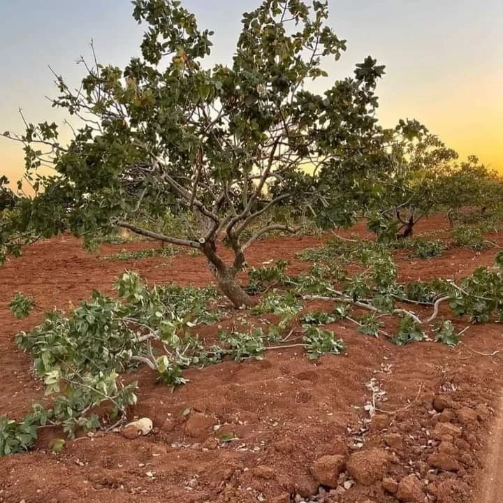 GÜVEN ÖZDEMİR: 