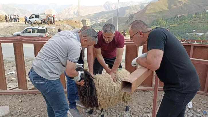 Hakkari’de kurbanlık satışları sürüyor
