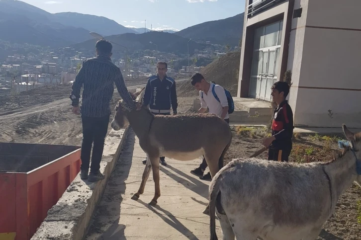 Hakkari’de sahipsiz eşekler şehir dışına çıkartıldı
