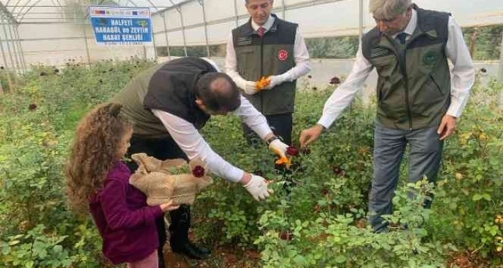 Halfeti’nin simgesi karagülde hasat dönemi