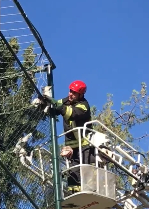 Halı saha filelerine takılan kediyi itfaiye kurtardı
