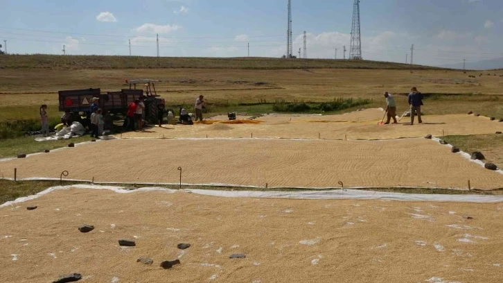 Hasadı yapılan buğdayın tarladan değirmene yolculuğu
