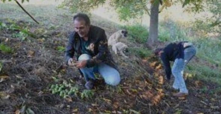 Hasadına başlanan Şebin cevizinde rekolte düşüklüğü yaşanıyor
