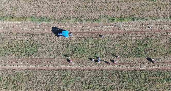 Hasat başladı: Taşköprü sarımsağında 25 bin tonluk rekolte bekleniyor