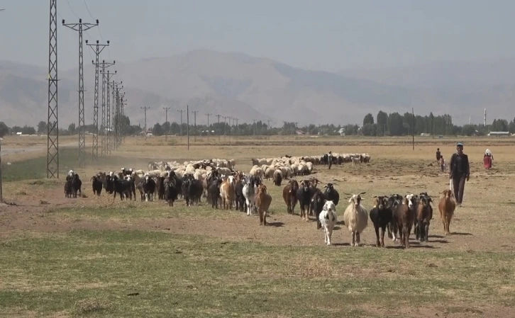 Hasat döneminin tamamlanmasıyla yaylacılar ovaya döndü
