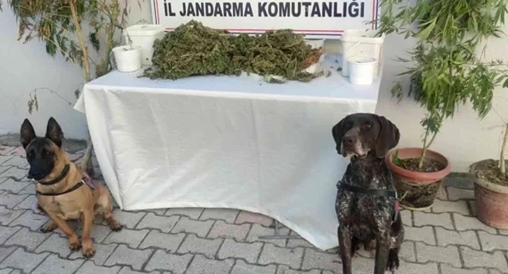 Hatay’da 2 kilo 450 gram esrar ele geçirildi
