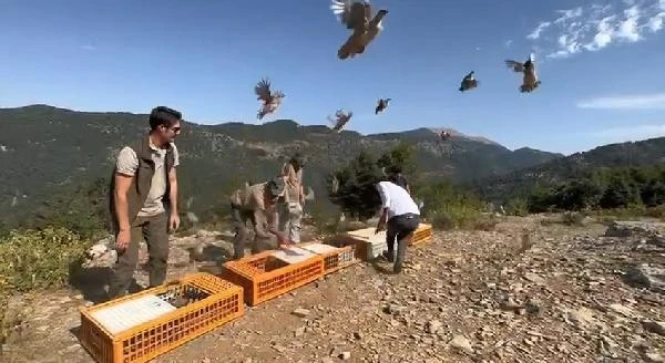 Hatay’da doğaya 600 keklik salındı